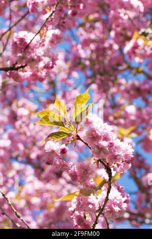 Rosa Kirsche blüht vor einem blauen Himmel. Stockfoto