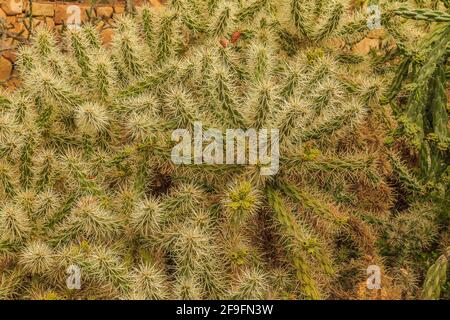 Kakteen Pflanzen Cylindropuntia tunicata aus der Wüste von Arizona ohne Blumen im Herbst. Gepflanzt im botanischen Garten auf steinigem Boden Stockfoto