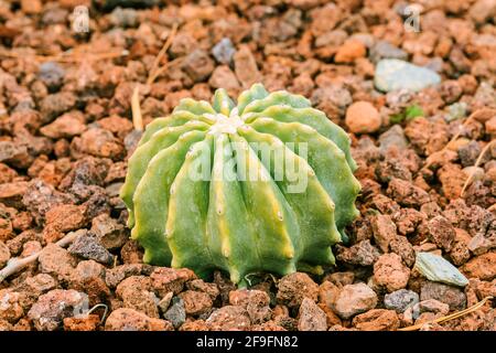 Grüner kleiner Kaktus Ferocactus glaucescens auf steinigem Boden ohne Blüten im Herbst. Herkunftsland Mexiko. Stockfoto