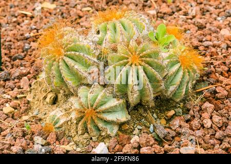 Kaktuspflanze Parodia magnifica aus Brasilien im Herbst mit gelben Dornen. Gepflanzt im botanischen Garten auf steinigem Boden Stockfoto