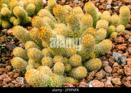 Detailaufnahme des Kaktus Mammillaria elongata auf steinigem Boden im Herbst. Herkunftsland Guanajuato Mexiko auf dem amerikanischen Kontinent. Viele helle Dornen auf dem p Stockfoto