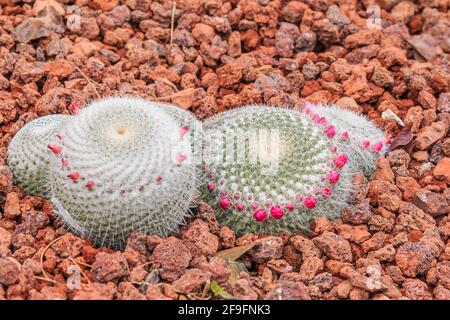 Kaktus mammillaria muehlenpfordtii auf steinigem Boden im Herbst mit vielen weißen Dornen und rosa Blüten. Herkunftsland Mexiko auf dem amerikanischen Contine Stockfoto