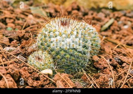 Kaktus Mammillaria bombycina auf steinigem Boden im Herbst in kugelförmiger Form mit Stacheln und wollig weißen Enden ohne Blüten. Herkunftsland Mexikanisch Stockfoto