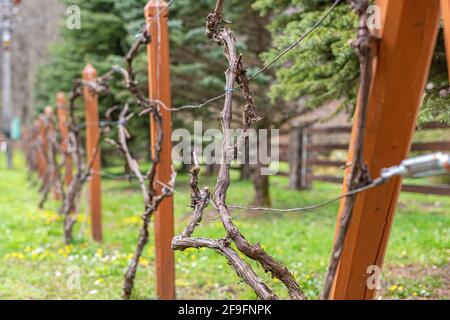 Junge Rebe im frühen Frühjahr. Stockfoto