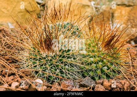 Seltener Kaktus mammillaria petersonii auf braunem steinigen Boden im Herbst mit vielen langen Stacheln. Herkunftsland Mexiko auf dem amerikanischen Kontinent Stockfoto