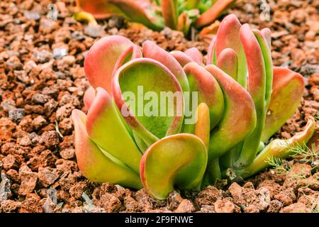 Kalanchoe thyrsiflora Pflanzen Arten der Gattung Kalanchoe in der Familie der dickblättrigen Pflanzen auf braunem steinigen Boden im Herbst. Herkunftsland Sout Stockfoto