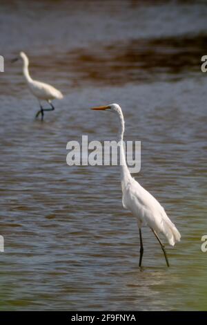 Ein Silberreiher oder Weißreiher steht in einem Teich auf der Suche nach Beute. Stockfoto