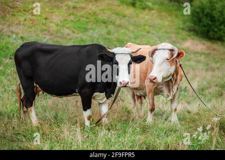 Zwei Kühe fressen auf dem Feld. Fleckvieh grast friedlich auf einem offenen Feld. Bio-Viehzucht, Bio-Milchproduktion. Stockfoto