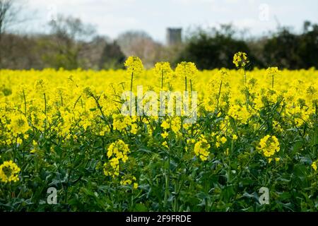 Blühendes Raps (Brassica Napus subsp. Napus) im Norfolk-Feld Stockfoto