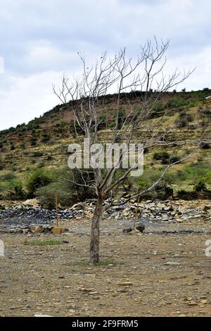 Eine Nahaufnahme eines einzelnen Baumes, der im wächst Trockenes Feld an einem Sommertag Stockfoto