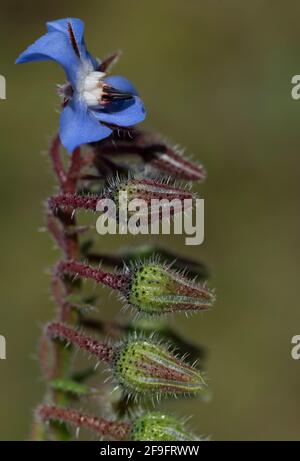 Nahaufnahme von Borretsch- oder Gurkenkraut oder Kukumerkraut (Borago officinalis), das die erste Blüte über vielen Knospen vor grünem Hintergrund geöffnet hat Stockfoto