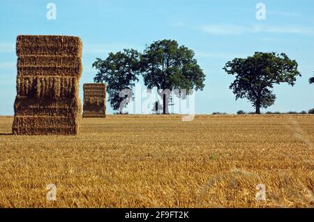 Blick auf ein kürzlich geerntetes Weizenfeld mit zwei Strohstapeln, die am Horizont zu drei Bäumen führen. Stockfoto