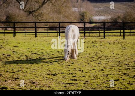 Ein weißes und braunes Pferd, das auf einem schlammigen Feld grast An einem sonnigen Tag Stockfoto