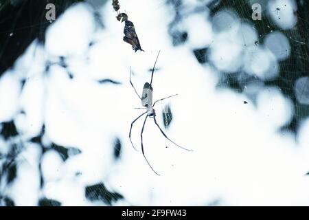Bilder der Silver Argiope Spinne auf ihrem Netz über die Wildnis während der Märzsaison in Brasilien Stockfoto