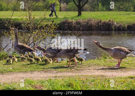 Borken, NRW, Deutschland. April 2021. Gänse in Hülle und Fülle! Mehrere Graugänse (anser anser) haben auf einem kleinen Stück des Pröbstingsees bei Borken eine Art Gänserei aufgebaut. Um die dreißigen Küken watscheln sie herum, bewacht von ihren schützenden Eltern. Kredit: Imageplotter/Alamy Live Nachrichten Stockfoto