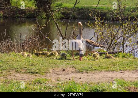 Borken, NRW, Deutschland. April 2021. Gänse in Hülle und Fülle! Mehrere Graugänse (anser anser) haben auf einem kleinen Stück des Pröbstingsees bei Borken eine Art Gänserei aufgebaut. Um die dreißigen Küken watscheln sie herum, bewacht von ihren schützenden Eltern. Kredit: Imageplotter/Alamy Live Nachrichten Stockfoto