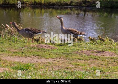 Borken, NRW, Deutschland. April 2021. Gänse in Hülle und Fülle! Mehrere Graugänse (anser anser) haben auf einem kleinen Stück des Pröbstingsees bei Borken eine Art Gänserei aufgebaut. Um die dreißigen Küken watscheln sie herum, bewacht von ihren schützenden Eltern. Kredit: Imageplotter/Alamy Live Nachrichten Stockfoto