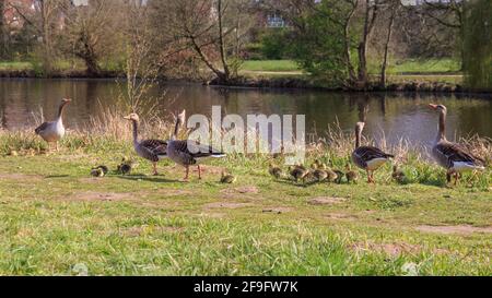 Borken, NRW, Deutschland. April 2021. Gänse in Hülle und Fülle! Mehrere Graugänse (anser anser) haben auf einem kleinen Stück des Pröbstingsees bei Borken eine Art Gänserei aufgebaut. Um die dreißigen Küken watscheln sie herum, bewacht von ihren schützenden Eltern. Kredit: Imageplotter/Alamy Live Nachrichten Stockfoto