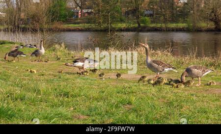 Borken, NRW, Deutschland. April 2021. Gänse in Hülle und Fülle! Mehrere Graugänse (anser anser) haben auf einem kleinen Stück des Pröbstingsees bei Borken eine Art Gänserei aufgebaut. Um die dreißigen Küken watscheln sie herum, bewacht von ihren schützenden Eltern. Kredit: Imageplotter/Alamy Live Nachrichten Stockfoto