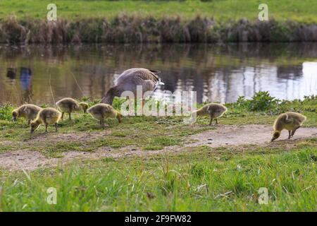 Borken, NRW, Deutschland. April 2021. Gänse in Hülle und Fülle! Mehrere Graugänse (anser anser) haben auf einem kleinen Stück des Pröbstingsees bei Borken eine Art Gänserei aufgebaut. Um die dreißigen Küken watscheln sie herum, bewacht von ihren schützenden Eltern. Kredit: Imageplotter/Alamy Live Nachrichten Stockfoto