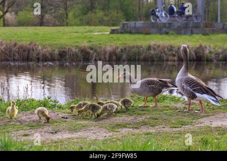 Borken, NRW, Deutschland. April 2021. Gänse in Hülle und Fülle! Mehrere Graugänse (anser anser) haben auf einem kleinen Stück des Pröbstingsees bei Borken eine Art Gänserei aufgebaut. Um die dreißigen Küken watscheln sie herum, bewacht von ihren schützenden Eltern. Kredit: Imageplotter/Alamy Live Nachrichten Stockfoto