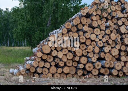 Fällte Baumstämme. Holz schneiden, Birkenstämme in Haufen gestapelt. Illegale Entwaldung. Ökologische Katastrophe. Stockfoto