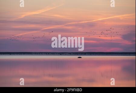 Gruppen von gemeinen Kranichen fliegen über die Sonnenuntergangs-gefärbte Meereslandschaft zu ihrem Platz im Mensalu Nationalpark, Estland Stockfoto