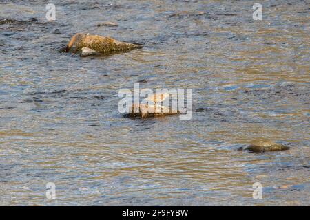 Gemeiner Sandpiper - Actitis Hypoleucos - auf einem Fluss in Schottland während der Brutzeit Stockfoto