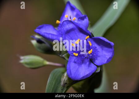 Westliches Spinnenwort. Stockfoto