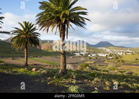 Haría, Lanzarote, Kanarische Inseln, Spanien. Blick über die fruchtbare landwirtschaftliche Landschaft im Tal der tausend Palmen. Stockfoto