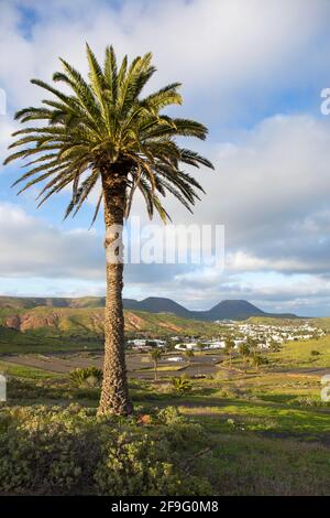 Haría, Lanzarote, Kanarische Inseln, Spanien. Blick über die fruchtbare landwirtschaftliche Landschaft im Tal der tausend Palmen. Stockfoto