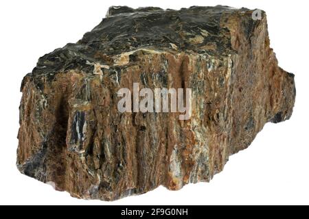 Versteinertes Holz aus Kaiserslautern, Deutschland isoliert auf weißem Hintergrund Stockfoto