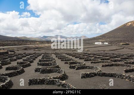 Uga, Lanzarote, Kanarische Inseln, Spanien. Blick über typische Weinberge im Weinbaugebiet von La Geria. Stockfoto