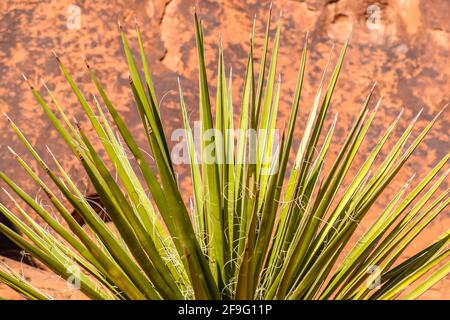 Spanische Bajonettanlage gegen Red Aztec Sandstein- und Gesteinsformationen Im Valley of Fire State Park im Süden Nevadas Stockfoto