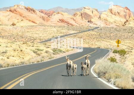 Eine Familie aus Desert Bighorn Schafen, RAM Ewe und zwei Lämmern, die am ruhigen Morgen auf einer leeren kurvigen Straße im Valley of Fire State Park in Nevada spazieren gehen Stockfoto