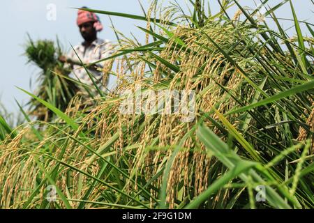 Dhaka, Bangladesch. April 2021. Ein bangladeschischer Landwirt schneidet und sammelt nach der Ernte in Saver Reisfelder. Kredit: SOPA Images Limited/Alamy Live Nachrichten Stockfoto