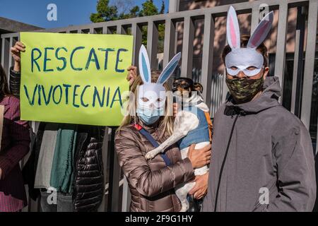 Barcelona, Spanien. April 2021. Ein Protestler, der ein Plakat gegen Tierquälerei hält, steht während der Demonstration in der Nähe von Demonstranten, die Hasenmasken tragen. Etwa hundert Menschen haben sich vor dem Vivotecnia-Hauptquartier in Barcelona versammelt, um gegen Tierquälerei zu protestieren, nachdem in Informationsnachrichten Bilder über die grausame Behandlung von Labortieren am Vivotecnia-Hauptquartier in Madrid veröffentlicht wurden. (Foto von Paco Freire/SOPA Images/Sipa USA) Quelle: SIPA USA/Alamy Live News Stockfoto