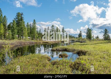 Sonnige Sommerlandschaft mit Sumpf, Wald und Rasen. Weiße Kumuluswolken werden im Wasser reflektiert. Leuchtend grünes Sumpfgras und kleine Bäume am l Stockfoto