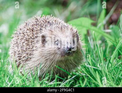 Igel, ein Individuum Stockfoto