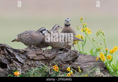 Northern Bobwhite (Colinus virginianus) oder Virginia Quail, Covey, Rio Grande Valley, Texas, USA Stockfoto