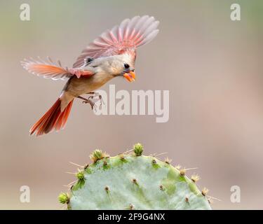 Northern Cardinal (Cardinalis cardinalis) weiblich, Laguna Seca Ranch, Rio Grande Valley Texas, USA Stockfoto