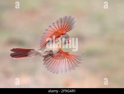 Northern Cardinal (Cardinalis cardinalis) weiblich, Laguna Seca Ranch, Rio Grande Valley Texas, USA Stockfoto