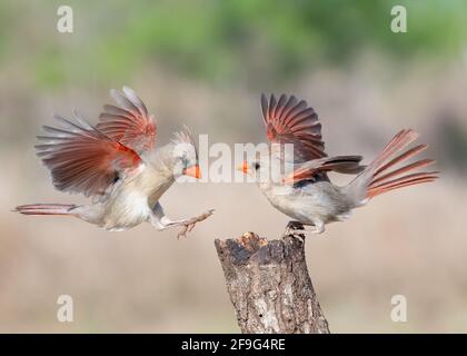 Northern Cardinal (Cardinalis cardinalis) weiblich, Laguna Seca Ranch, Rio Grande Valley Texas, USA Stockfoto