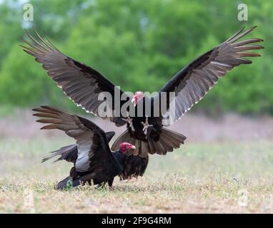 Truthahngeier (Cathartes Aura), Interaktion und Verhalten, Rio Grande Valley, Golfküste, Texas, USA Stockfoto