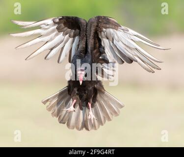 Truthahngeier (Cathartes Aura), Interaktion und Verhalten, Rio Grande Valley, Golfküste, Texas, USA Stockfoto