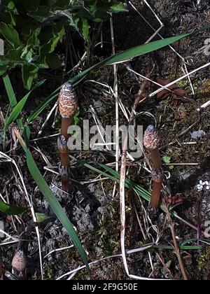 Öffentlicher Feind die Nummer eins, wenn Sie ein Gärtner sind, ist Mares Tail. Dies sind die Sporenspitzen, wie sie im Frühling erscheinen. Es ist unmöglich, es auszurotten Stockfoto