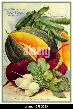 Henry Dreer Seed Packet Art Grafik Illustration für den Jahrgang 1900 Züchten Sie Ihr eigenes Gemüse 1904 'aus der Natur für Henry gemalt Dreer Philadelphia USA Stockfoto