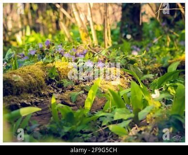 Lila Blüten im Unterholz bei Sonnenuntergang Stockfoto