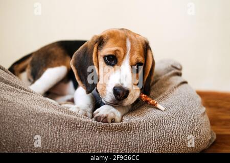 Dog Snack Kausticks für Welpen. Beagle Welpen essen Hund Snack Kausticks zu Hause. Beagle Eat, Hundefutter für Beagles Stockfoto