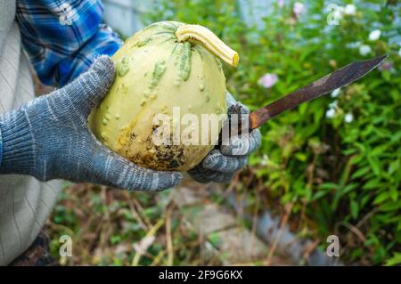 Die Hände des Bauern halten einen geschnittenen grünen Kürbis. Ernte im Stadtgarten. Mit Handschuhen einen kleinen Kürbis halten. Stockfoto